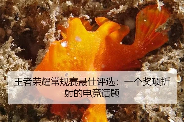 wang-zhe-rong-yao-chang-gui-sai-zui-jia-ping-xuan-yi-ge-jiang-xiang-zhe-she-de-dian-jing-hua-ti-2-218.jpg